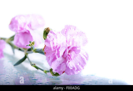 Garofani rosa con gocce d'acqua isolate su uno sfondo bianco Foto Stock