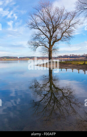 Il salice bianco (Salix alba), con mirroring in autunno a riva, in Germania, in Baviera, il Lago Chiemsee Foto Stock