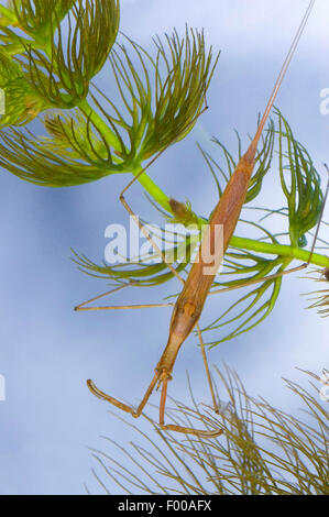 Acqua Stick insetto, lungo corposo acqua Scorpion, Ago Bug (Ranatra linearis), di fronte waterplant, Germania Foto Stock