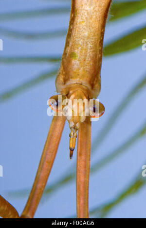 Acqua Stick insetto, lungo corposo acqua Scorpion, Ago Bug (Ranatra linearis), ritratto, Germania Foto Stock