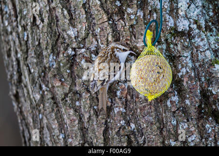 Rampichino alpestre comune (Certhia familiaris), a mangiare una palla di grasso, in Germania, in Baviera Foto Stock