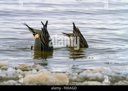 Northern pintail (Anas acuta), alimentazione dalla parte inferiore vicino al bordo di ghiaccio, in Germania, in Baviera, il Lago Chiemsee Foto Stock