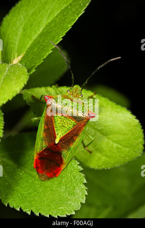 Biancospino Shieldbug (Acanthosoma haemorrhoidale), su una foglia, Germania Foto Stock