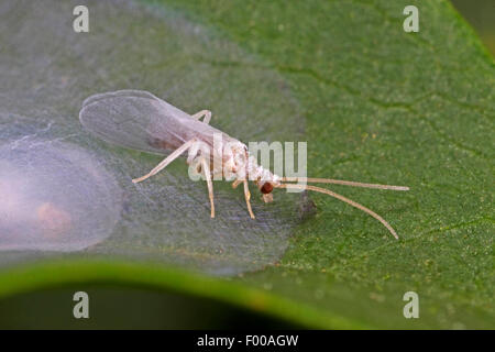 Dustwing (Conwentzia psociformis-), su una foglia Foto Stock