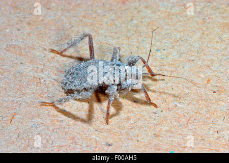 Mascherato bug hunter, volare bug (Reduvius personatus), ninfa, Germania Foto Stock