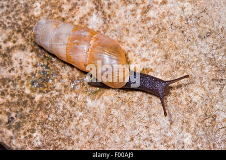 Decollate lumaca (Rumina decollata), si muove su una pietra, Germania Foto Stock