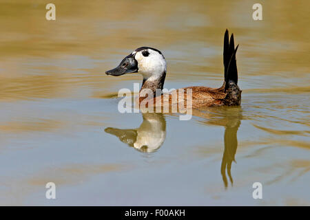 Bianco-guidato anatra (Oxyura leucocephala), nuoto femminile, Svizzera Vallese Foto Stock