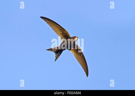 Eurasian swift (Apus apus), in volo, dal di sotto, GERMANIA Baden-Wuerttemberg Foto Stock