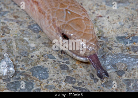 Comunità slow worm, blindworm, slow worm (Anguis fragilis), ritratto, sfogliare, Germania Foto Stock