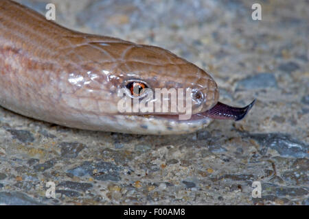 Comunità slow worm, blindworm, slow worm (Anguis fragilis), ritratto, sfogliare, Germania Foto Stock