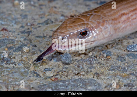 Comunità slow worm, blindworm, slow worm (Anguis fragilis), ritratto, sfogliare, Germania Foto Stock