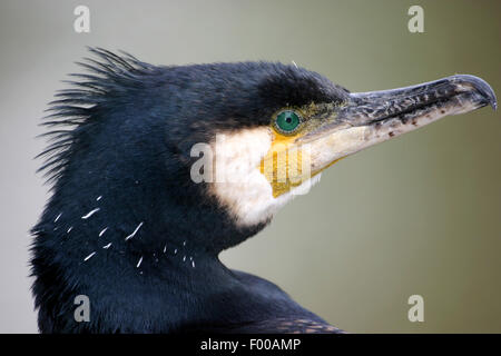 Cormorano (Phalacrocorax carbo), ritratto, vista laterale, STATI UNITI D'AMERICA, Florida Everglades National Park Foto Stock