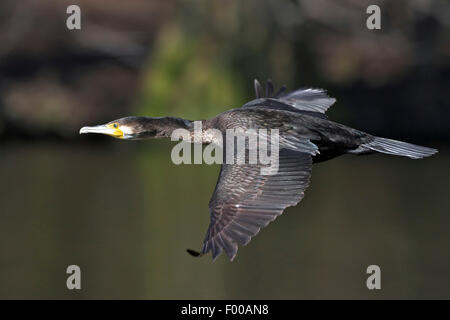 Cormorano (Phalacrocorax carbo), in volo, vista laterale, STATI UNITI D'AMERICA, Florida Everglades National Park Foto Stock