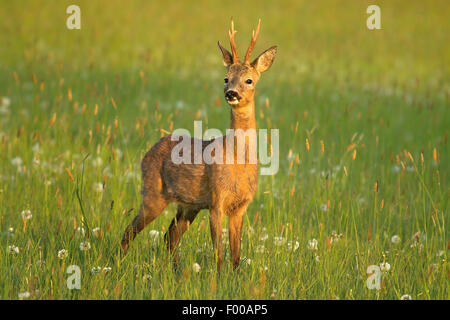 Il capriolo (Capreolus capreolus), il capriolo in mattinata a maggio, in Germania, in Renania settentrionale-Vestfalia Foto Stock