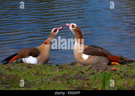 Oca egiziana (Alopochen aegyptiacus), coppia alla riva del lago, in Germania, in Renania settentrionale-Vestfalia Foto Stock