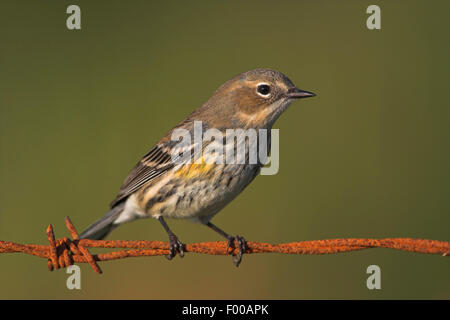 Giallo-rumped trillo (Dendroica coronata), seduti su barbwire arrugginito, STATI UNITI D'AMERICA, Florida Everglades National Park Foto Stock