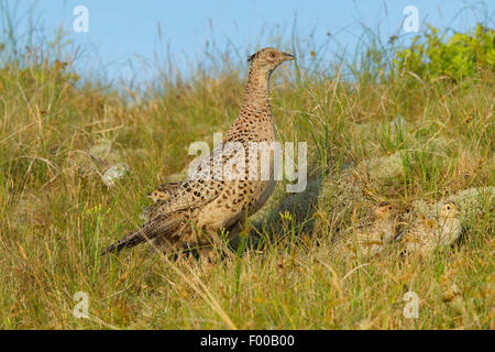 Il fagiano comune, Caucaso, Fagiano Fagiano caucasico (Phasianus colchicus), femmina in un prato con pulcini, in Germania, in Renania settentrionale-Vestfalia Foto Stock