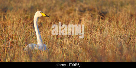 Whooper swan (Cygnus Cygnus), su erba secca, Finlandia Foto Stock