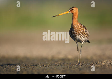 Nero-tailed godwit (Limosa limosa), wader permanente sulla piana di fango, Belgio Foto Stock