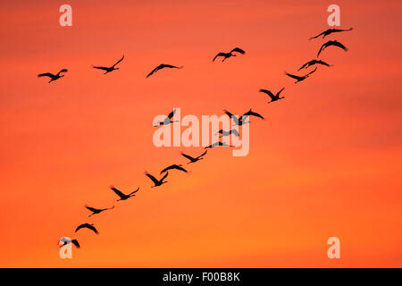 Comune, Gru Gru eurasiatica (grus grus), truppa in volo a sunrise in autunno, la migrazione degli uccelli, Francia Foto Stock