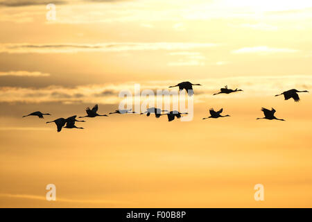 Comune, Gru Gru eurasiatica (grus grus), truppa in volo a sunrise in autunno, la migrazione degli uccelli, Francia Foto Stock