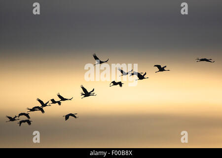 Comune, Gru Gru eurasiatica (grus grus), truppa in volo a sunrise in autunno, la migrazione degli uccelli, Francia Foto Stock