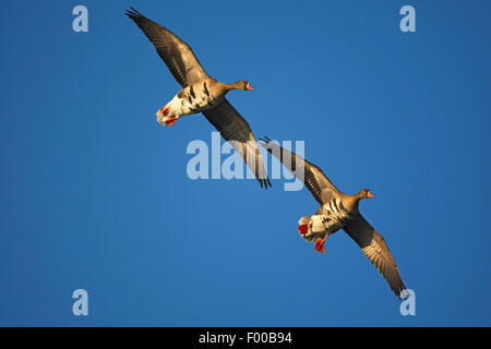 Bianco-fronteggiata goose (Anser albifrons), due battenti bianco-fronteggiata oche nel cielo blu, Belgio Foto Stock