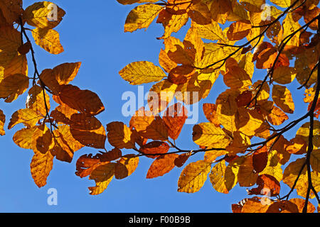 Comune di faggio (Fagus sylvatica), ramoscelli con foglie di autunno in controluce, Germania Foto Stock