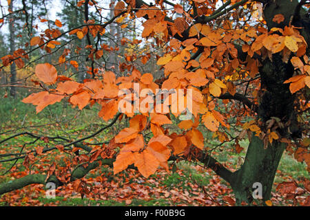 Comune di faggio (Fagus sylvatica), ramoscelli con foglie di autunno, Germania Foto Stock