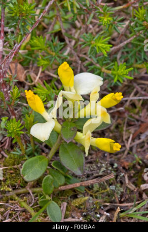 Arbustiva Milkwort (Polygala chamaebuxus), fioritura, Germania Foto Stock