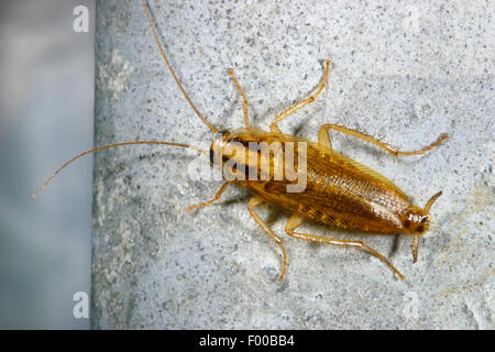 Il tedesco scarafaggio (Blattella germanica), su una pietra, Germania Foto Stock