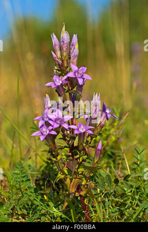 Il tedesco genziana, Chiltern genziana (Gentiana germanica, Gentianella germanica), fioritura, Germania Foto Stock