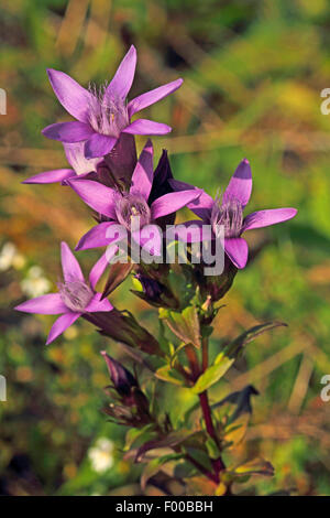 Il tedesco genziana, Chiltern genziana (Gentiana germanica, Gentianella germanica), fioritura, Germania Foto Stock