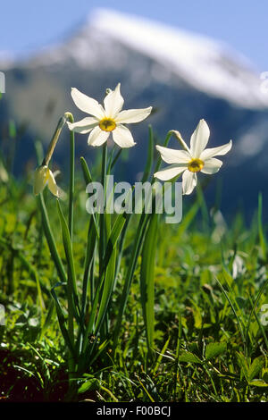 Il fagiano-eye daffodil, fagiano's-eye narciso, poeta narciso (Narcissus radiiflorus, Narcissus poeticus ssp. radiiflorus), fioritura, Germania Foto Stock