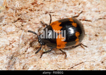 Darkling Beetle (Diaperis boleti), su una staffa fungo, Germania Foto Stock