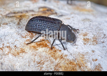 Nero fungo Tinder Beetle (Bolitophagus reticulatus), su una staffa fungo, Germania Foto Stock