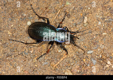 Massa viola Beetle (Carabus problematicus, Mesocarabus problematicus), maschio, Germania Foto Stock