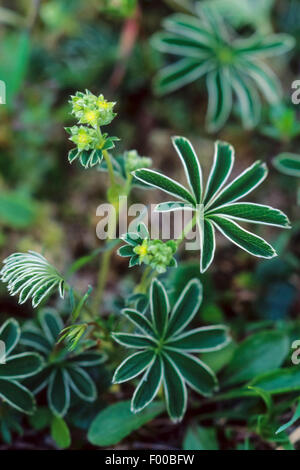 Alpine lady del mantello (Alchemilla alpina), fioritura, Germania Foto Stock