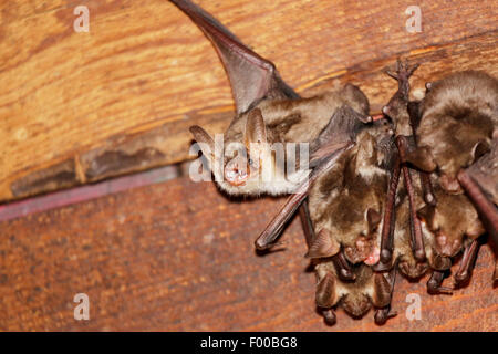 Maggiore Mouse-eared bat, Grandi Mouse-Eared Bat (Myotis myotis), colonia in un soffitto in legno, in Germania, in Baviera Foto Stock