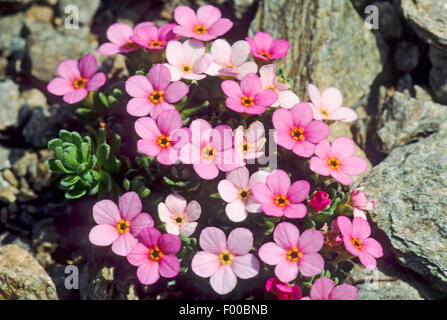 Rock-Jasmine alpino, rocce alpine Jasmine (Androsace alpina, Androsace glacialis), fioritura, Austria Foto Stock