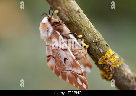 Kentish gloria (Endromis versicolora), Femmina deposizione delle uova, in Germania, in Baviera Foto Stock