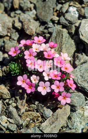 Rock-Jasmine alpino, rocce alpine Jasmine (Androsace alpina, Androsace glacialis), fioritura, Austria Foto Stock