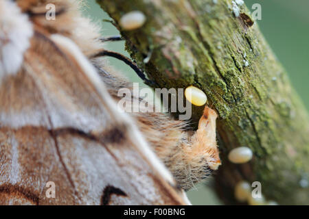 Kentish gloria (Endromis versicolora), Femmina addome con un fresco e spiegate le uova, in Germania, in Baviera Foto Stock