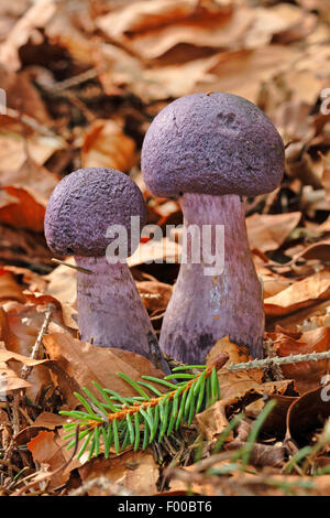 Violetta webcap (Cortinarius tendente al violaceo), due corpi fruttiferi sul suolo della foresta, Germania Foto Stock
