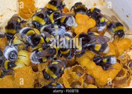 Buff-tailed Bumble Bee (Bombus terrestris), al nido, Germania Foto Stock