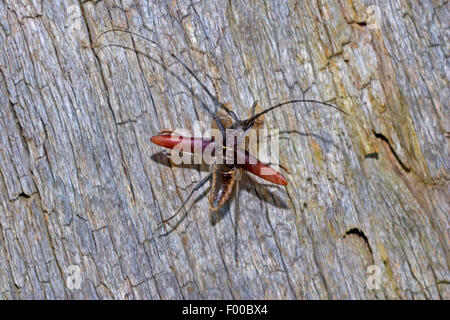 Grande coleottero capricorno, quercia cerambyx (Cerambyx cerdo), maschio sulla corteccia di quercia, Germania Foto Stock