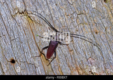 Grande coleottero capricorno, quercia cerambyx (Cerambyx cerdo), maschio sulla corteccia di quercia, Germania Foto Stock