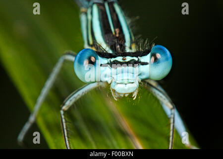 Bianco-zampe (damselfly Platycnemis pennipes), maschio, ritratto, Germania Foto Stock