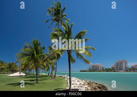 Palme South Pointe PARK MIAMI BEACH FLORIDA USA Foto Stock