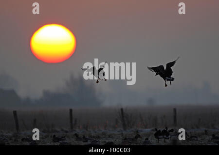 Bianco-fronteggiata goose (Anser albifrons), due oche di atterraggio su un campo di sunrise, Belgio Foto Stock